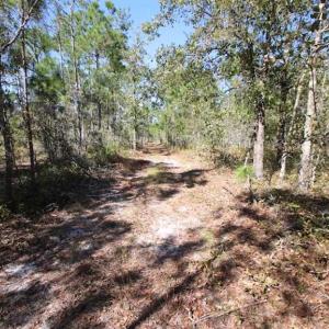 Photo of REDUCED!  442 Acres of Waterfront Hunting and Timber Land For Sale in Pamlico County NC!