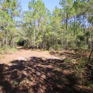 Photo of REDUCED!  442 Acres of Waterfront Hunting and Timber Land For Sale in Pamlico County NC!