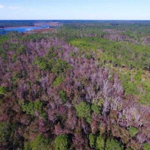 Photo of REDUCED!  442 Acres of Waterfront Hunting and Timber Land For Sale in Pamlico County NC!