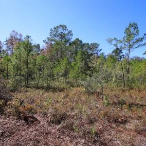 Photo of REDUCED!  442 Acres of Waterfront Hunting and Timber Land For Sale in Pamlico County NC!