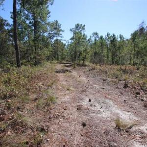 Photo of REDUCED!  442 Acres of Waterfront Hunting and Timber Land For Sale in Pamlico County NC!