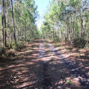 Photo of REDUCED!  442 Acres of Waterfront Hunting and Timber Land For Sale in Pamlico County NC!