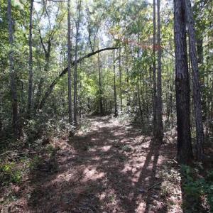 Photo of REDUCED!  442 Acres of Waterfront Hunting and Timber Land For Sale in Pamlico County NC!