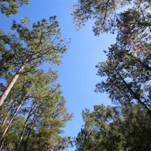 Photo of REDUCED!  442 Acres of Waterfront Hunting and Timber Land For Sale in Pamlico County NC!