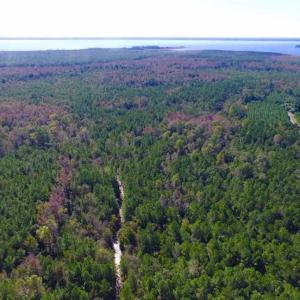 Photo of REDUCED!  442 Acres of Waterfront Hunting and Timber Land For Sale in Pamlico County NC!