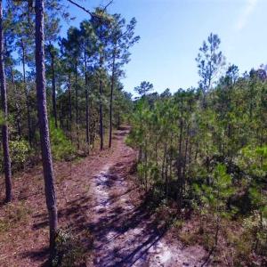 Photo of REDUCED!  442 Acres of Waterfront Hunting and Timber Land For Sale in Pamlico County NC!