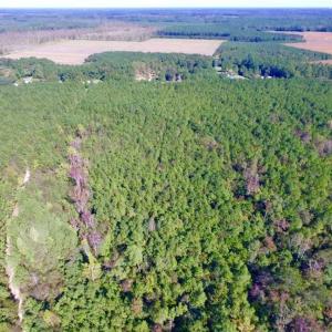 Photo of REDUCED!  442 Acres of Waterfront Hunting and Timber Land For Sale in Pamlico County NC!