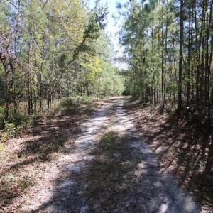 Photo of REDUCED!  442 Acres of Waterfront Hunting and Timber Land For Sale in Pamlico County NC!