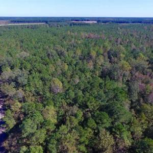 Photo of REDUCED!  442 Acres of Waterfront Hunting and Timber Land For Sale in Pamlico County NC!