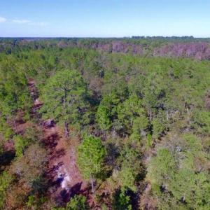 Photo of REDUCED!  442 Acres of Waterfront Hunting and Timber Land For Sale in Pamlico County NC!