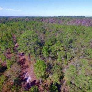 Photo of REDUCED!  442 Acres of Waterfront Hunting and Timber Land For Sale in Pamlico County NC!