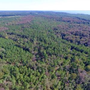 Photo of REDUCED!  442 Acres of Waterfront Hunting and Timber Land For Sale in Pamlico County NC!