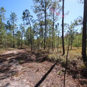 Photo of REDUCED!  442 Acres of Waterfront Hunting and Timber Land For Sale in Pamlico County NC!