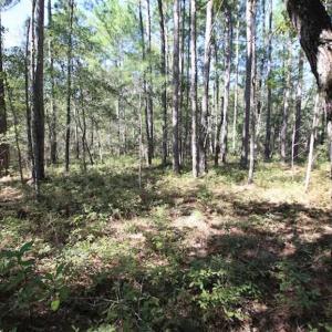 Photo of REDUCED!  442 Acres of Waterfront Hunting and Timber Land For Sale in Pamlico County NC!