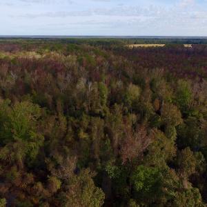 Photo of SOLD!  19.21 Acres of Hunting Land with Duck Impoundment For Sale in Hyde County NC!