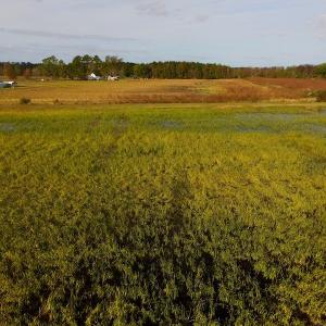 Photo of SOLD!  19.21 Acres of Hunting Land with Duck Impoundment For Sale in Hyde County NC!