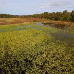 Photo of SOLD!  19.21 Acres of Hunting Land with Duck Impoundment For Sale in Hyde County NC!