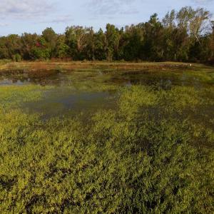 Photo of SOLD!  19.21 Acres of Hunting Land with Duck Impoundment For Sale in Hyde County NC!