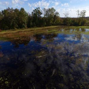 Photo of SOLD!  19.21 Acres of Hunting Land with Duck Impoundment For Sale in Hyde County NC!