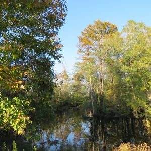 Photo of UNDER CONTRACT!  122 Acres of Duck Hunting Land For Sale in Robeson County NC!