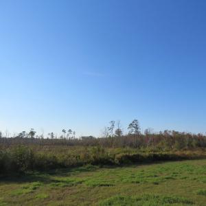 Photo of UNDER CONTRACT!  122 Acres of Duck Hunting Land For Sale in Robeson County NC!
