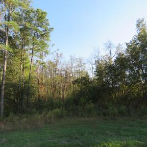 Photo of UNDER CONTRACT!  122 Acres of Duck Hunting Land For Sale in Robeson County NC!