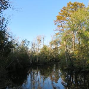 Photo of UNDER CONTRACT!  122 Acres of Duck Hunting Land For Sale in Robeson County NC!