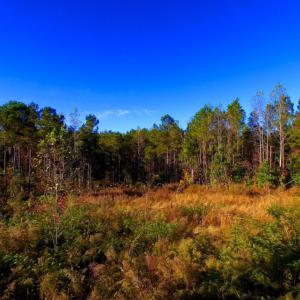 Photo of UNDER CONTRACT!  23 Acres Hunting and Residential Land For Sale in Beaufort County NC!