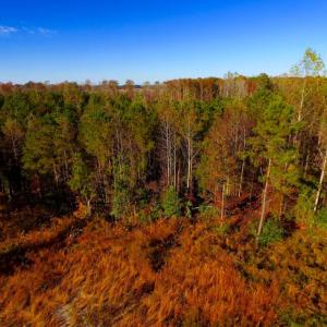 Photo of UNDER CONTRACT!  23 Acres Hunting and Residential Land For Sale in Beaufort County NC!
