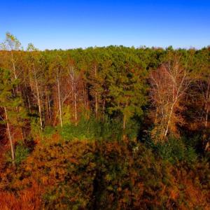Photo of UNDER CONTRACT!  23 Acres Hunting and Residential Land For Sale in Beaufort County NC!