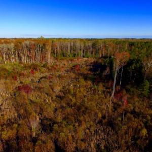 Photo of UNDER CONTRACT!  23 Acres Hunting and Residential Land For Sale in Beaufort County NC!