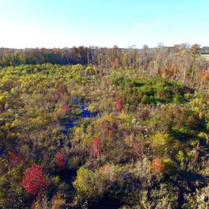 Photo of UNDER CONTRACT!  23 Acres Hunting and Residential Land For Sale in Beaufort County NC!