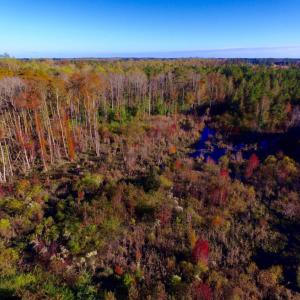 Photo of UNDER CONTRACT!  23 Acres Hunting and Residential Land For Sale in Beaufort County NC!