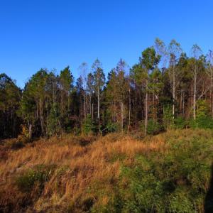 Photo of UNDER CONTRACT!  23 Acres Hunting and Residential Land For Sale in Beaufort County NC!