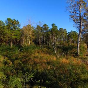 Photo of UNDER CONTRACT!  23 Acres Hunting and Residential Land For Sale in Beaufort County NC!