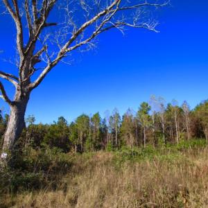 Photo of UNDER CONTRACT!  23 Acres Hunting and Residential Land For Sale in Beaufort County NC!