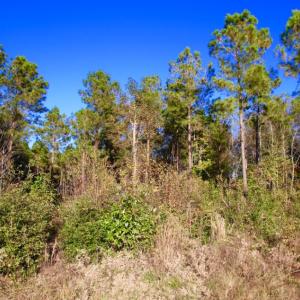 Photo of UNDER CONTRACT!  23 Acres Hunting and Residential Land For Sale in Beaufort County NC!