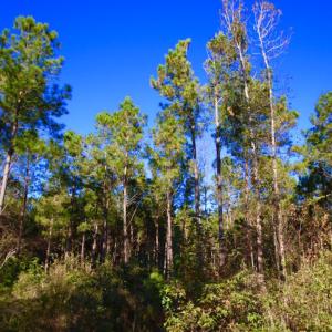 Photo of UNDER CONTRACT!  23 Acres Hunting and Residential Land For Sale in Beaufort County NC!