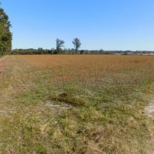 Photo of UNDER CONTRACT!  11.75 Acres of Recreational and Farm Land For Sale in Wilson County NC!