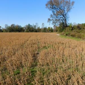 Photo of UNDER CONTRACT!  11.75 Acres of Recreational and Farm Land For Sale in Wilson County NC!