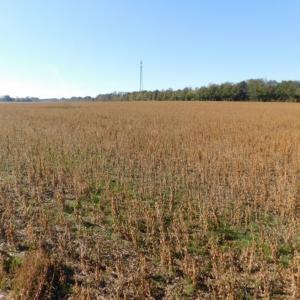 Photo of UNDER CONTRACT!  11.75 Acres of Recreational and Farm Land For Sale in Wilson County NC!