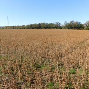 Photo of UNDER CONTRACT!  11.75 Acres of Recreational and Farm Land For Sale in Wilson County NC!