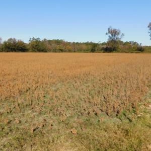 Photo of UNDER CONTRACT!  11.75 Acres of Recreational and Farm Land For Sale in Wilson County NC!