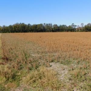 Photo of UNDER CONTRACT!  11.75 Acres of Recreational and Farm Land For Sale in Wilson County NC!