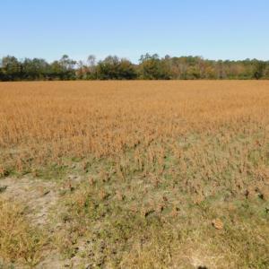 Photo of UNDER CONTRACT!  11.75 Acres of Recreational and Farm Land For Sale in Wilson County NC!