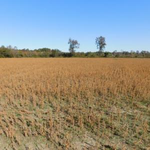 Photo of UNDER CONTRACT!  11.75 Acres of Recreational and Farm Land For Sale in Wilson County NC!