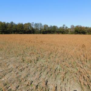 Photo of UNDER CONTRACT!  11.75 Acres of Recreational and Farm Land For Sale in Wilson County NC!