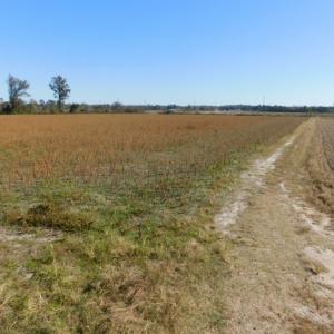 Photo of UNDER CONTRACT!  11.75 Acres of Recreational and Farm Land For Sale in Wilson County NC!