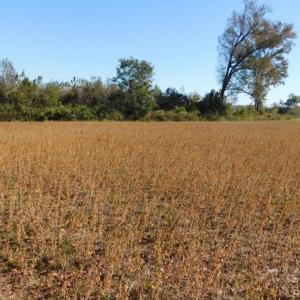 Photo of UNDER CONTRACT!  11.75 Acres of Recreational and Farm Land For Sale in Wilson County NC!