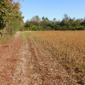 Photo of UNDER CONTRACT!  11.75 Acres of Recreational and Farm Land For Sale in Wilson County NC!